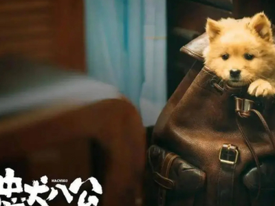 国产版忠犬八公和原作有区别吗_忠犬八公在哪能下载缓存