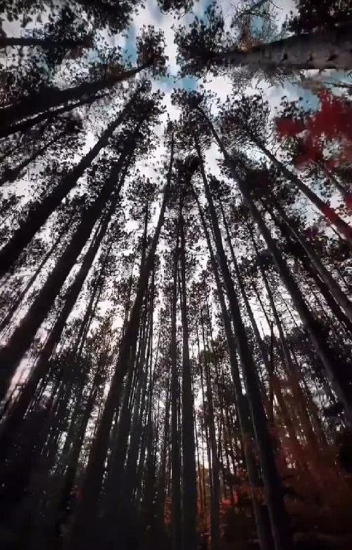 浪漫的灵魂从不向平凡妥协